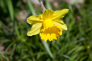 Fototapeta premium flower[narcissus_tazetta]_12