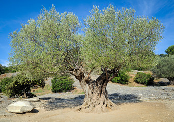 very old olive tree near Ancient aqueduct Pont du Gard, France