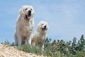 berger de podhale et son chiot