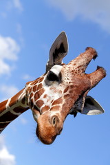 Portrait of a nice giraffe