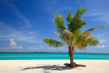 Fototapeta na wymiar Plaża i palmy kokosowe, Wyspa Lipe, Tajlandia