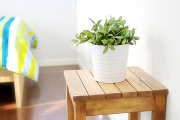 インテリア　グリーン