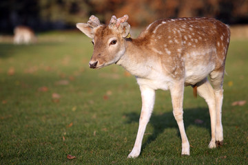 Fallow Deer