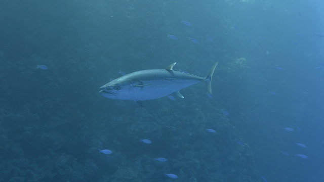 Large adult dog-tooth tuna.