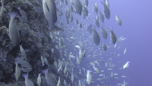 Large school of Parrot fish