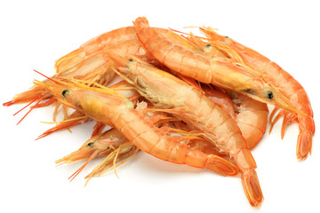 red shrimp