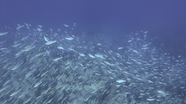 Large School Of Parrot Fish