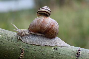 Two snails on leaf. (Helix pomatia and Cepaea vindobonensis)