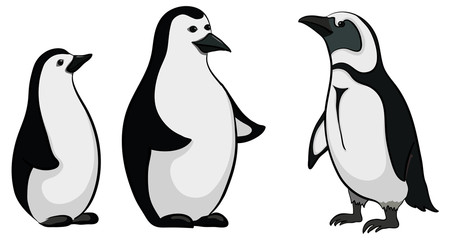 Obraz premium Emperor penguins