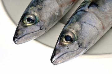 Deux têtes de maquereaux