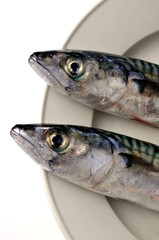 Les maquereaux dans l'assiette