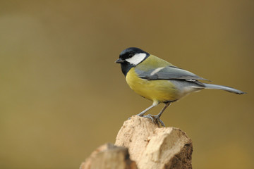 mésange noire