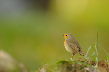 rouge gorge
