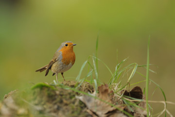 rouge gorge