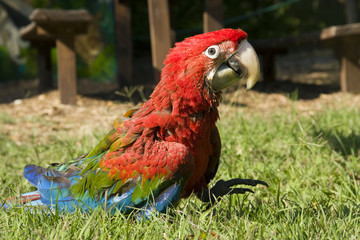 Young red-and-green macaw (Ara chloroptera)