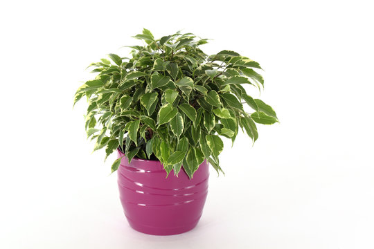 Ficus