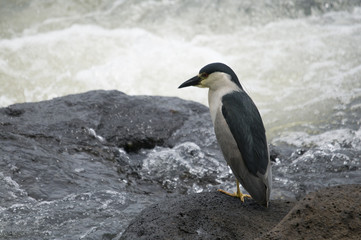 natureza