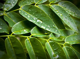 Hojas y gotas de agua