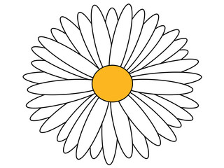daisy isolated