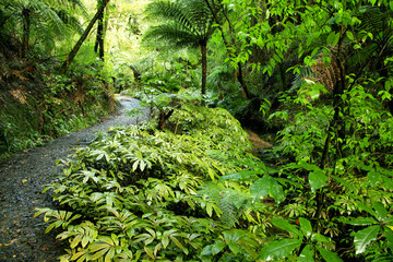 Fototapeta premium Forest