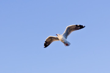 seagull flying on blue sky