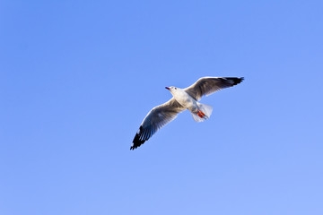 seagull flying on blue sky