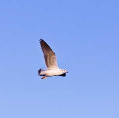 seagull flying on blue sky