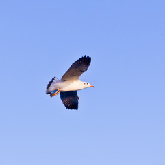 seagull flying on blue sky