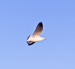 seagull flying on blue sky