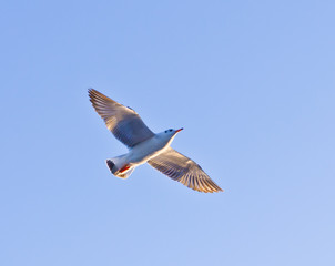 seagull flying on blue sky