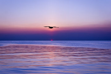 Fototapeta na wymiar sunset and silhouette bird