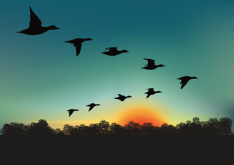 Oiseaux_migrateurs