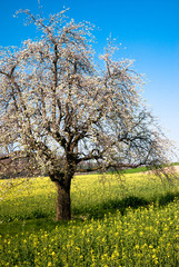 Fototapeta premium Blossoming tree in spring