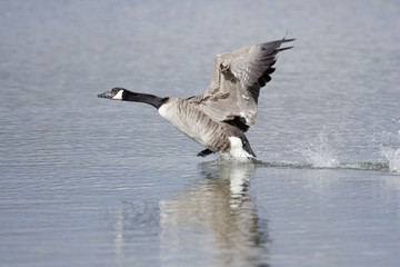 Branta Canadensis - Bernache du Canada - Canada Goose