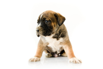 Adorable puppy Boxer on white background