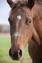 Fototapeta premium Horse portrait