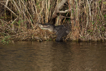 Alligator mississippiensis. armerican alligator