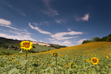 Sunflower field