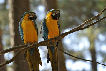 Macaws
