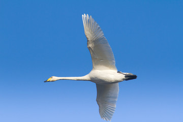Fototapeta premium A whooper swan flying against a background of blue sky.
