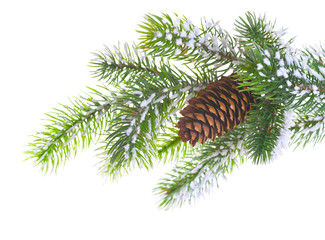 Spruce branch with cone on a white background