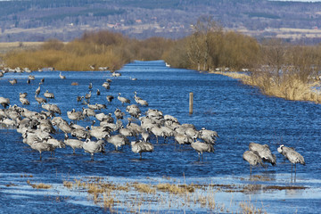 Common Cranes standin in lake