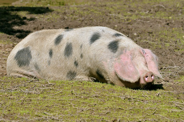 Sow of Bayeux lying on ground