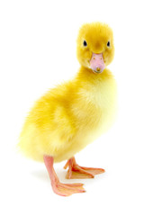 yellow duck