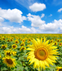 Fototapeta premium sunflowers