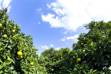 はっさく畑と青空