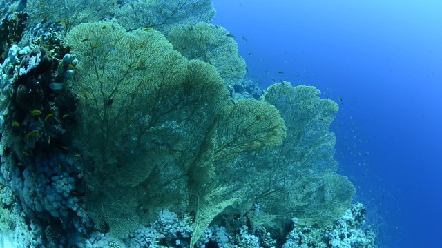 Colony of Giant sea fans
