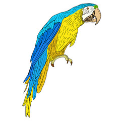 Macaws. Vector illustration.