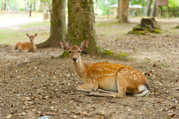 Nara Deer