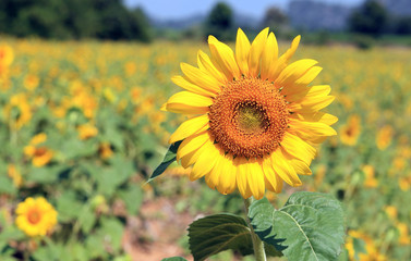 Fototapeta premium The background color is blue, sunflower yellow